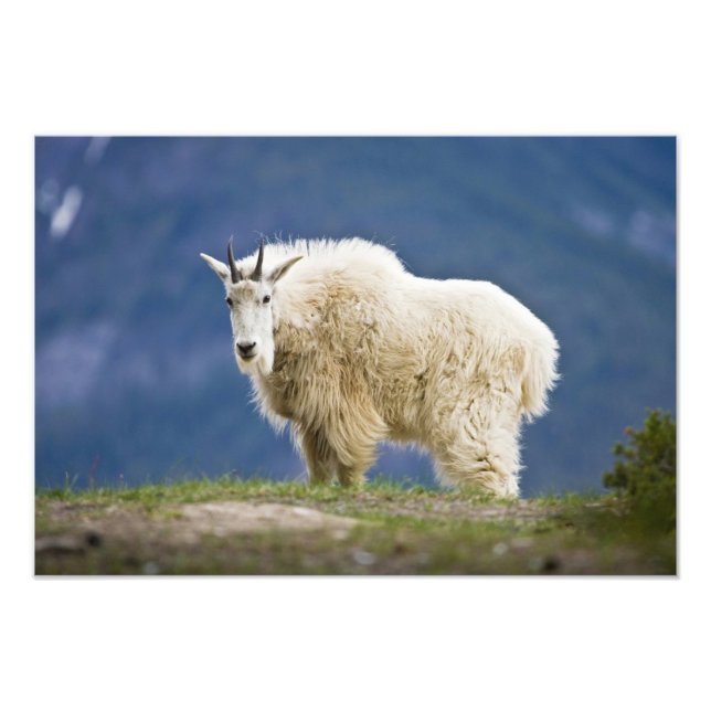 Foto Canadá, Alberta, Parque Nacional Jasper, (Frente)