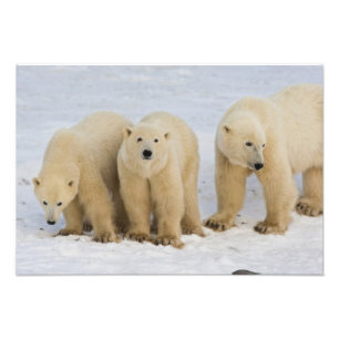 Foto Canadá, Bahía Hudson. Madre de oso polar con dos