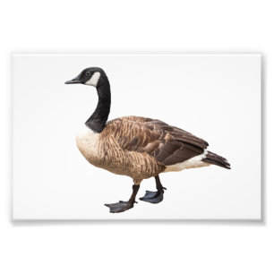 Foto Canada Goose