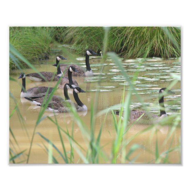 Foto Canadá: Naturaleza 10x8 del pantano aislado de los (Frente)