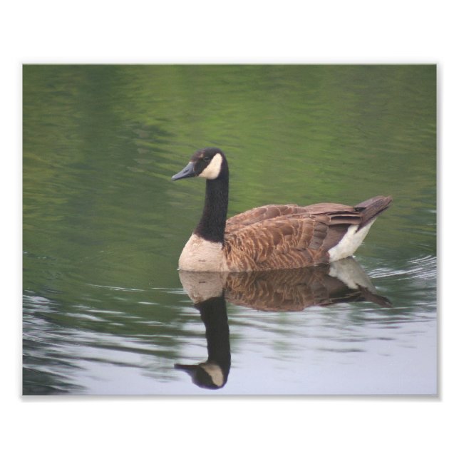 Foto Canadá: Naturaleza de las reflexiones de los ganso (Frente)
