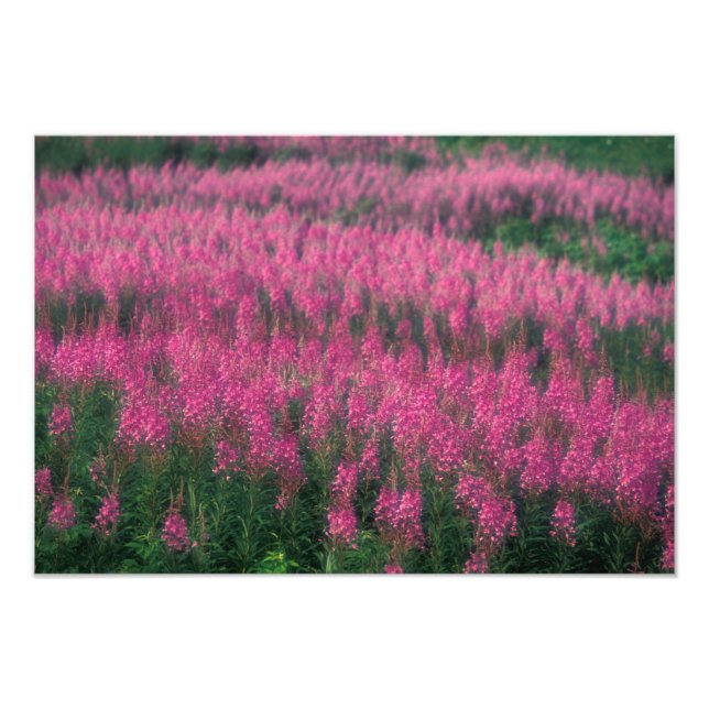 Foto Canadá, Quebec, Gaspe. Flores púrpuras de Lythrum, (Frente)