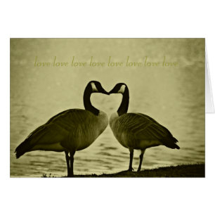 Foto canadiense de los gansos