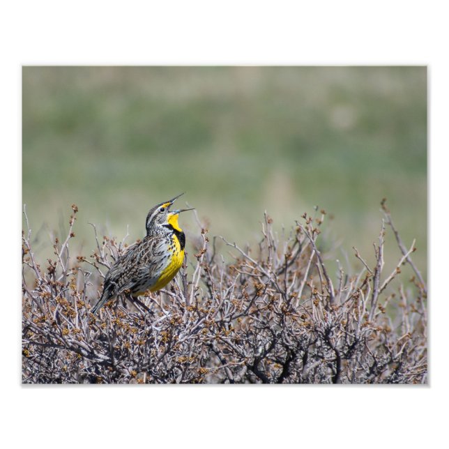 Foto Canción de la montaña - Meadowlark occidental - Ca (Frente)