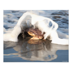 Foto ¡Cangrejo Dungeness 20X16 con el Surf derramándose