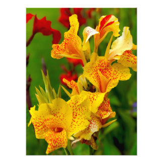 Foto Canna lily