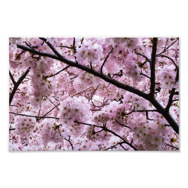 Foto Cañón de flores de cerezo rosa (Frente)