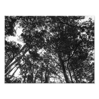 Foto Canopy de árbol, Bute Park, Cardiff