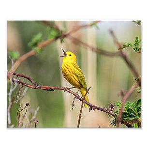 Foto Canto de Warbler amarillo