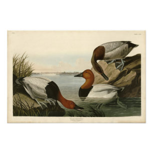 Foto Canvas respaldaron el pato de los pájaros de Améri