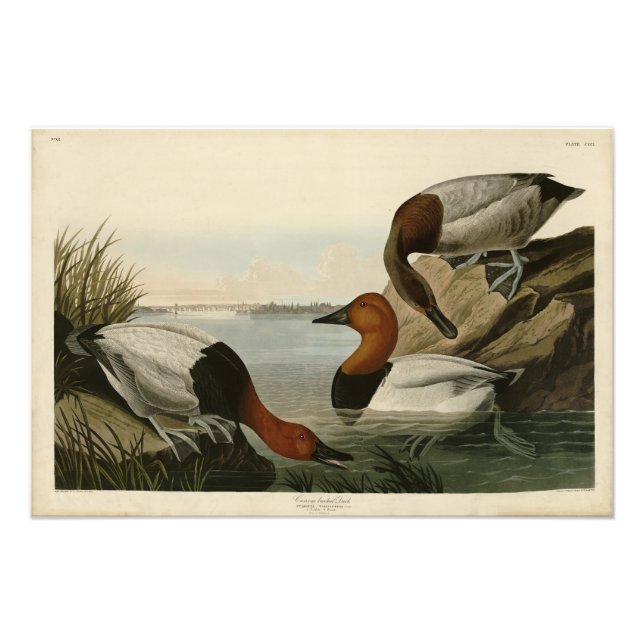 Foto Canvas respaldaron el pato de los pájaros de Améri (Frente)