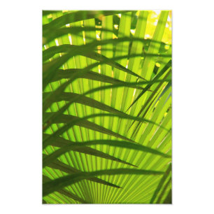 Foto Capas De Flinos De Palm, Resumen De Patrones De Pa