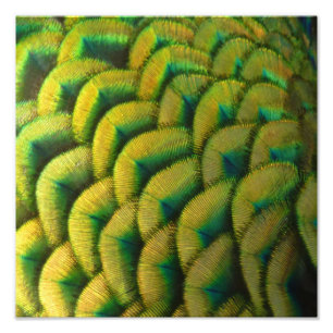 Foto Caperas de pavo real II Naturaleza colorida