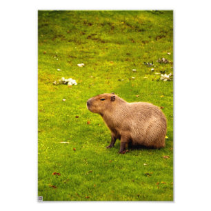 Foto Capibara