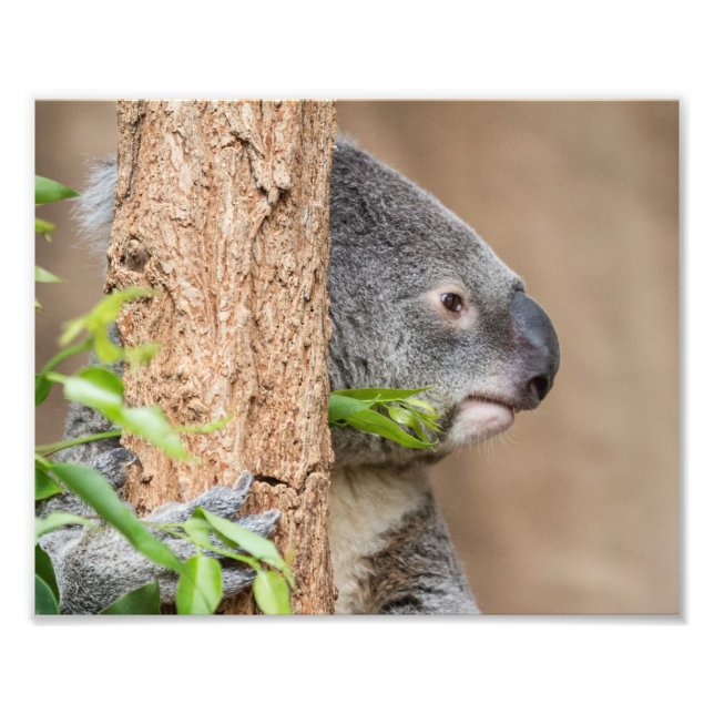 Foto Captura de pantalla de Koala (Frente)
