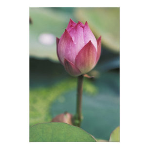 Foto Capullo de flor de loto, Hangzhou, provincia de Zh