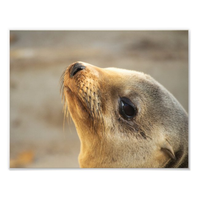 Foto Cara de cría de león marino (Frente)