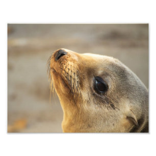 Foto Cara de león en el mar del bebé