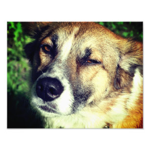 Foto Cara de perro Papel fotográfico profesional Kodak