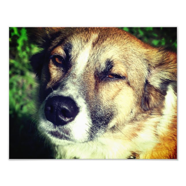 Foto Cara de perro Papel fotográfico profesional Kodak  (Frente)