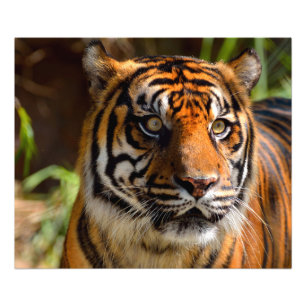 Foto Cara de Tigre