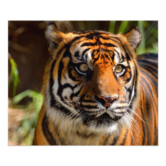 Foto Cara de Tigre (Frente)