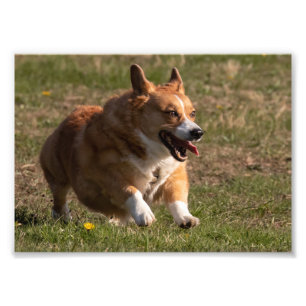 Foto Cara feliz corriendo Corgi