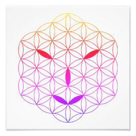 Foto Cara sagrada - Arturia 02, CF-Tr.