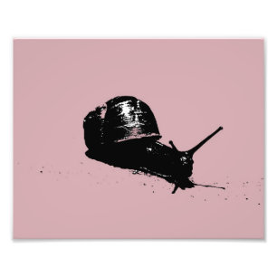 Foto Caracol rosado
