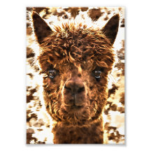 Caras completas de alpaca