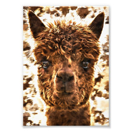 Foto Caras completas de alpaca