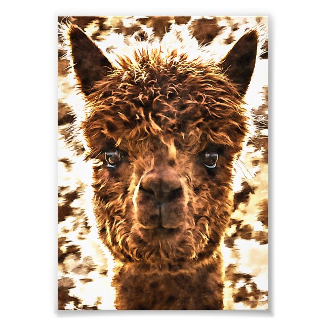 Foto Caras completas de alpaca (Frente)
