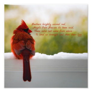 Foto Cardenal con el visitante del poema 12x12 del