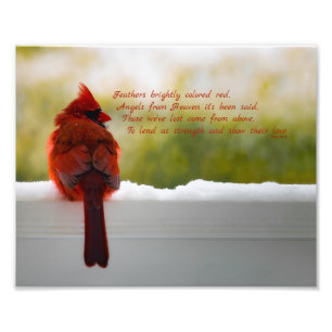 Foto Cardenal con el visitante del poema 8x10 del cielo