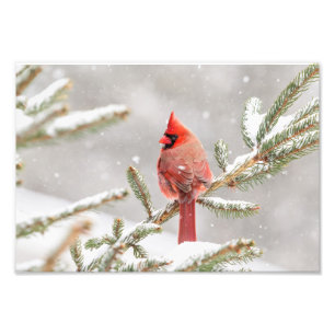 Foto Cardenal de invierno