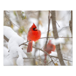 Foto Cardenal de nieve