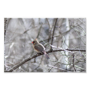 Foto Cardenal de sexo femenino