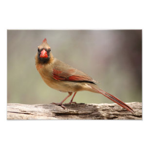 Foto Cardenal de sexo femenino
