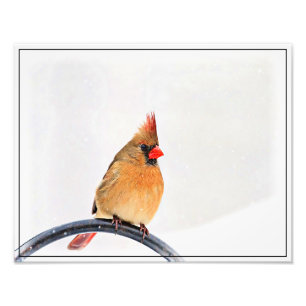 Foto Cardenal de sexo femenino