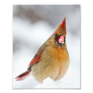 Foto Cardenal del norte con pico lleno de nieve