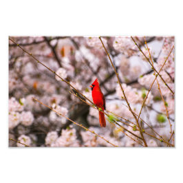 Foto Cardenal del norte en rosa