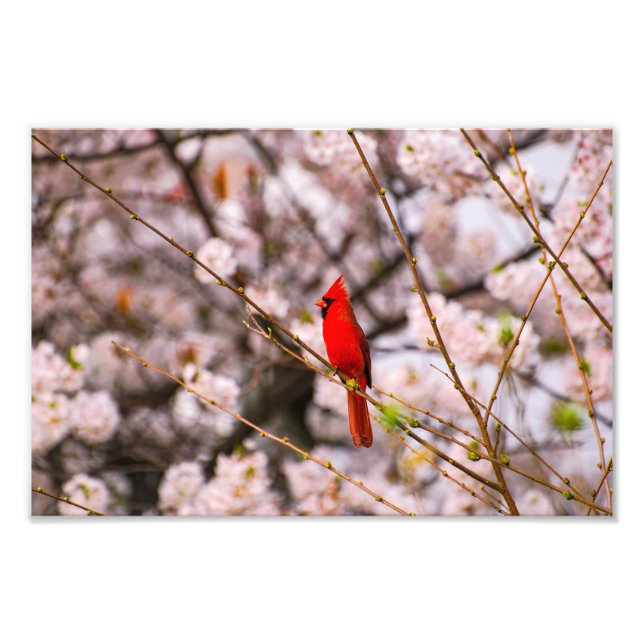Foto Cardenal del norte en rosa (Frente)