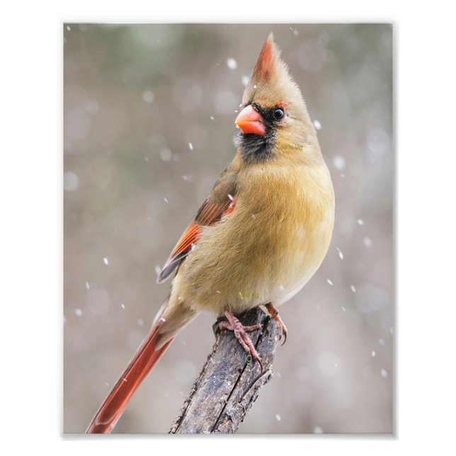 Foto Cardenal del norte femenino en la nieve (Frente)