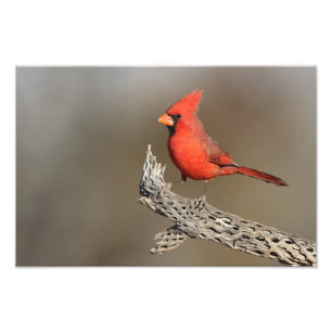 Foto Cardenal en costilla de colla