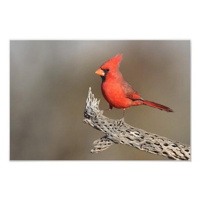 Foto Cardenal en costilla de colla (Frente)