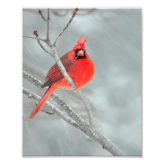 Foto Cardenal en Nieve de 8" x 10"