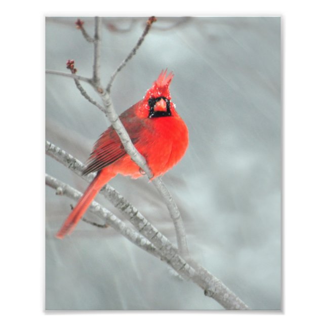 Foto Cardenal en Nieve de 8" x 10" (Frente)