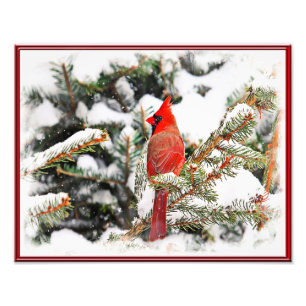 Foto Cardenal en un pino