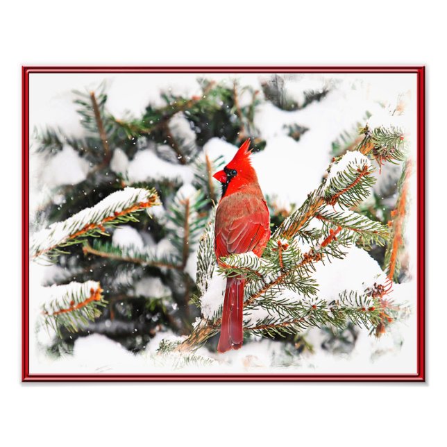 Foto Cardenal en un pino (Frente)