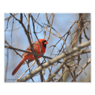 Foto Cardenal majestuoso 8X10